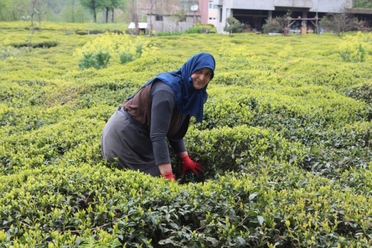 &Ccedil;ay hasadına form&uuml;l aranıyor