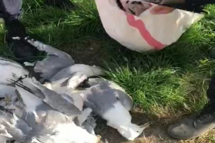 Martı vuran avcıya 16 bin lira ceza