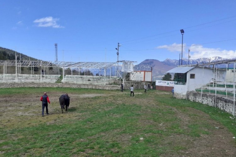 Boğaları g&uuml;reştirdiler, 11 bin 18 lira ceza yediler