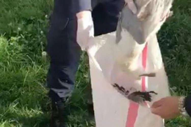 Martıları &ouml;ld&uuml;ren kişiye ceza yağdı