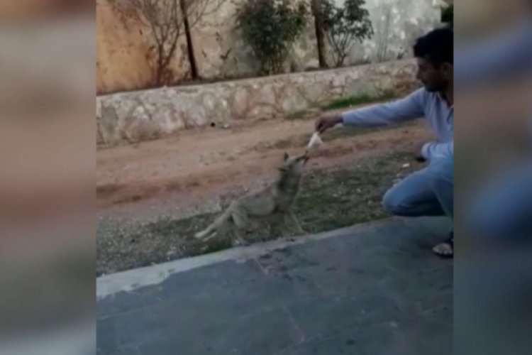 Mermer ocağına her g&uuml;n gelen tilkiyi elleriyle besliyorlar