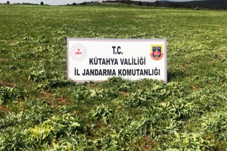 53 bin 400 k&ouml;k ka&ccedil;ak ekilmiş haşhaş bitkisi ele ge&ccedil;irildi