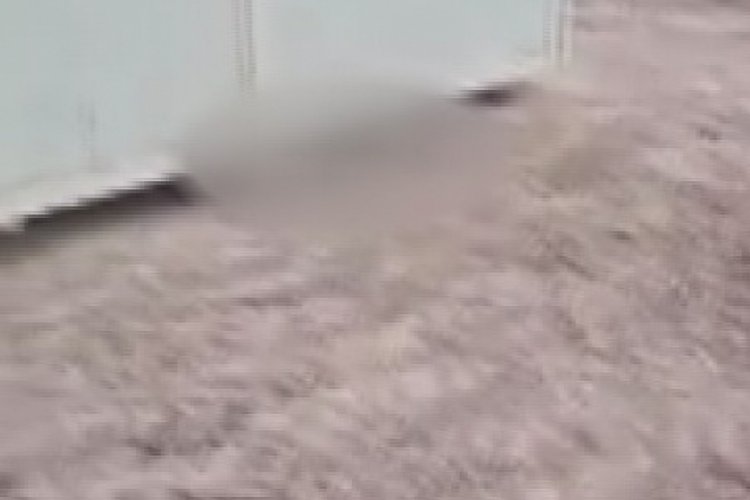 &Ccedil;ok sayıda &ouml;l&uuml; k&ouml;pek yavrusu bulundu