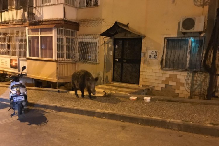 Domuza zarar gelmesin diye yardım istedi