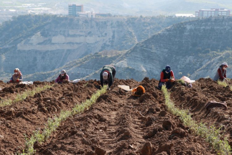 Sosyal mesafeli ada &ccedil;ayı dikimi