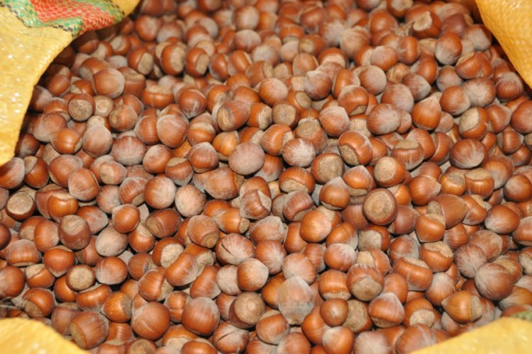 Koronavir&uuml;s salgınında fındığın fiyatı y&uuml;kseldi