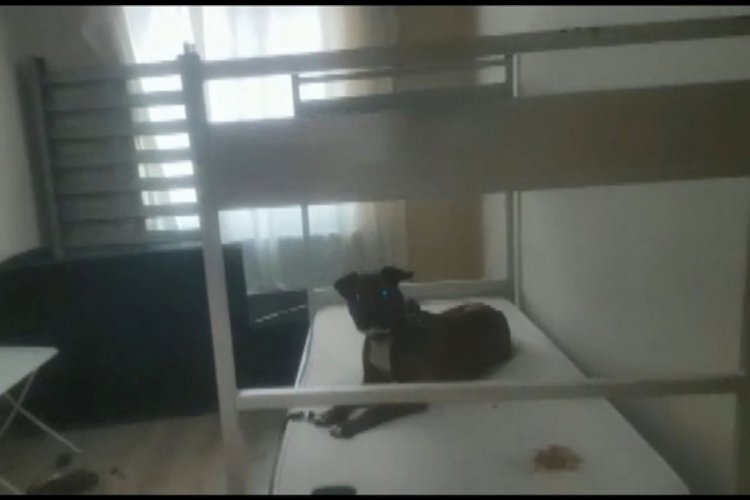 Esenyurt'ta "k&ouml;peğine işkence" operasyonu