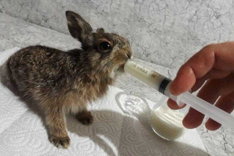 Bursa'da ölmek üzereyken bulduğu yavru tavşanı 2 ay besleyip doğaya saldı