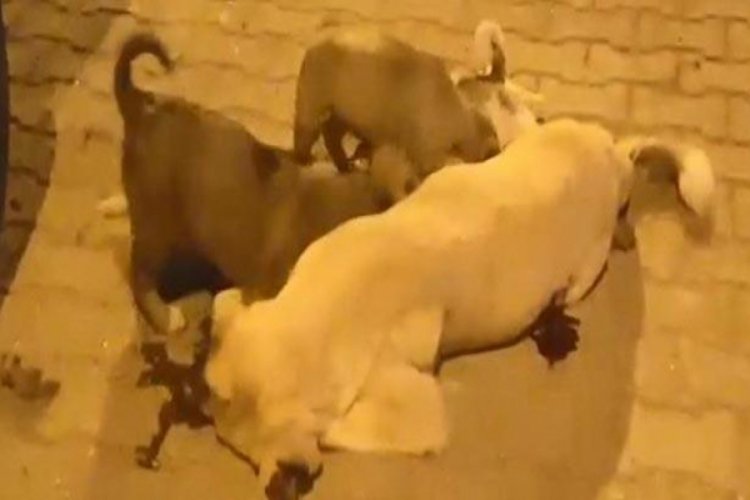 Uyuşturucu iğneyle vurulan k&ouml;pek &ouml;ld&uuml;! Soruşturma başlatıldı