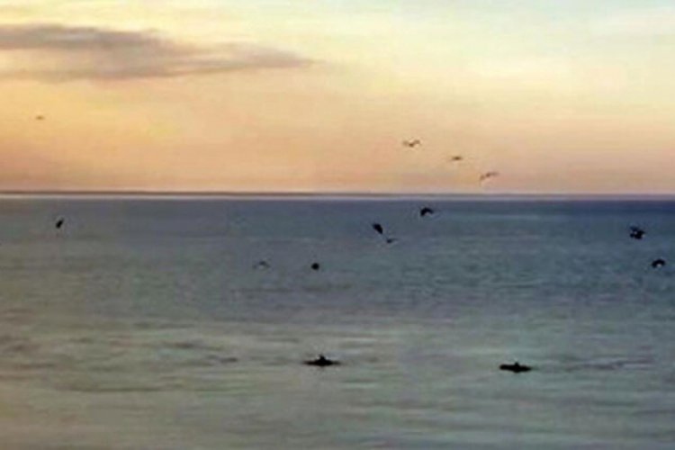 Tekirdağ sahilinde yunuslar g&ouml;r&uuml;nt&uuml;lendi