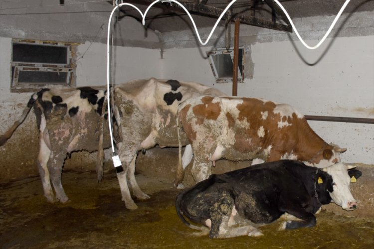 Elektrik akımına kapılan 23 b&uuml;y&uuml;kbaş hayvan telef oldu