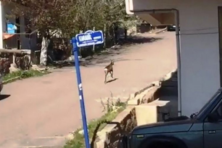 &Ccedil;ubuk'ta il&ccedil;e merkezine inen karaca g&ouml;r&uuml;nt&uuml;lendi