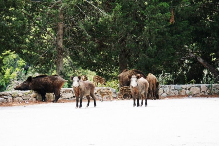 Bodrum'da şehre inen domuzu beslediler