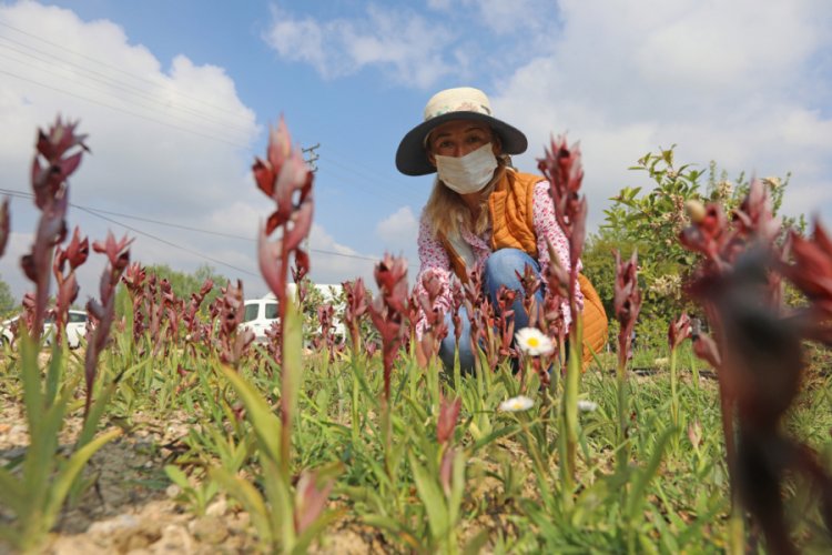 Kadın kooperatifinden salep hasadı