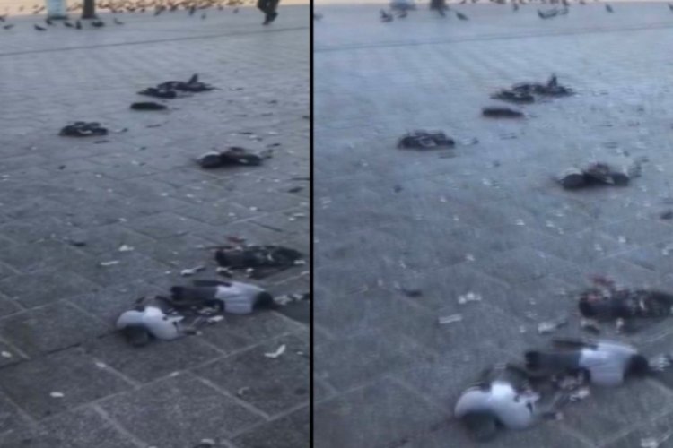 G&uuml;vercinleri ezen zanlı yakalandı