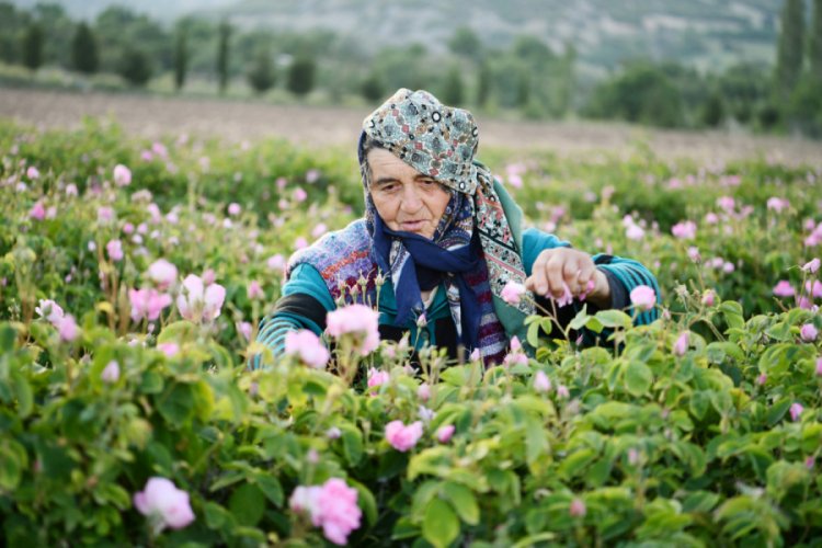Isparta, g&uuml;l hasadına hazırlanıyor