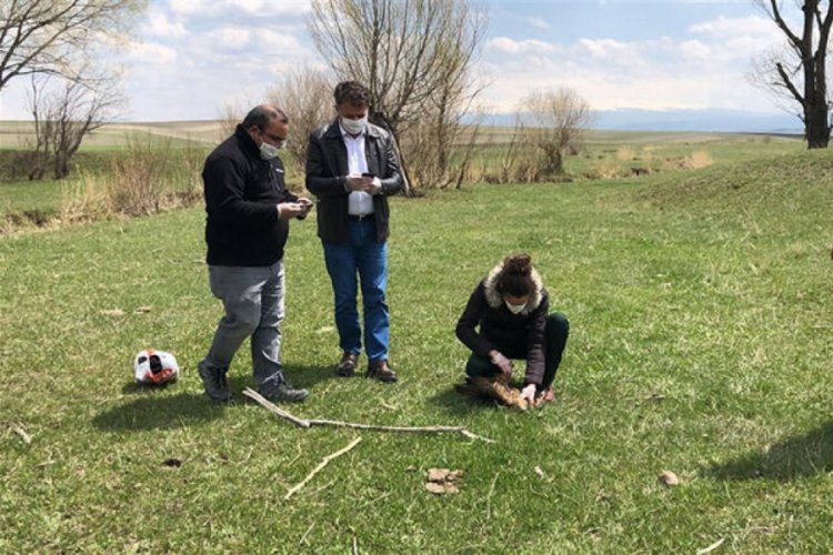&Ouml;l&uuml; bulunan şahinlere, mikrobiyolojik inceleme