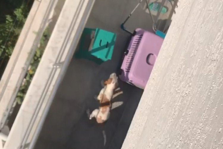 Bursa'da &uuml;niversiteli komşusunun k&ouml;peğine k&ouml;t&uuml; davranışını g&ouml;r&uuml;nt&uuml;ledi