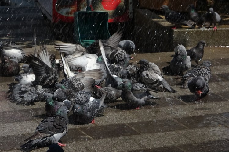 Bursa'da sıcaktan bunalan g&uuml;vercinlere her g&uuml;n b&ouml;yle banyo yaptırıyor