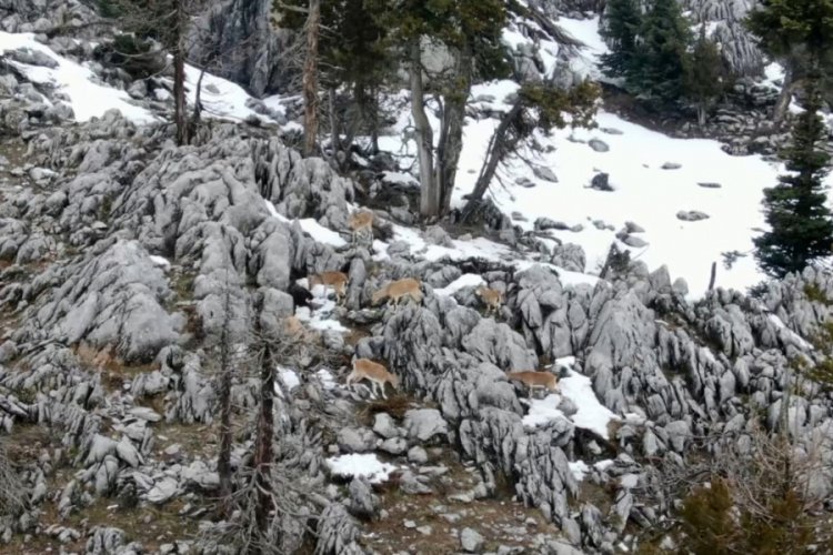 Toros Dağları'ndaki yaban ke&ccedil;ileri dronla g&ouml;r&uuml;nt&uuml;lendi
