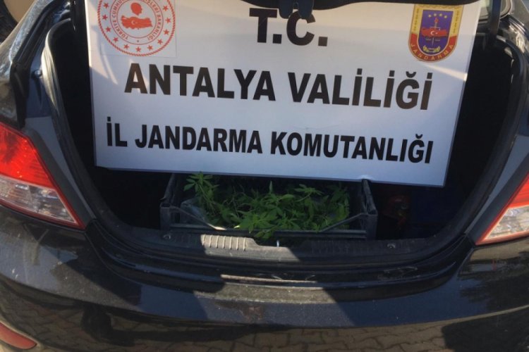 Ş&uuml;phe &uuml;zerine durdurulan ara&ccedil;ta 154 k&ouml;k hint keneviri &ccedil;ıktı