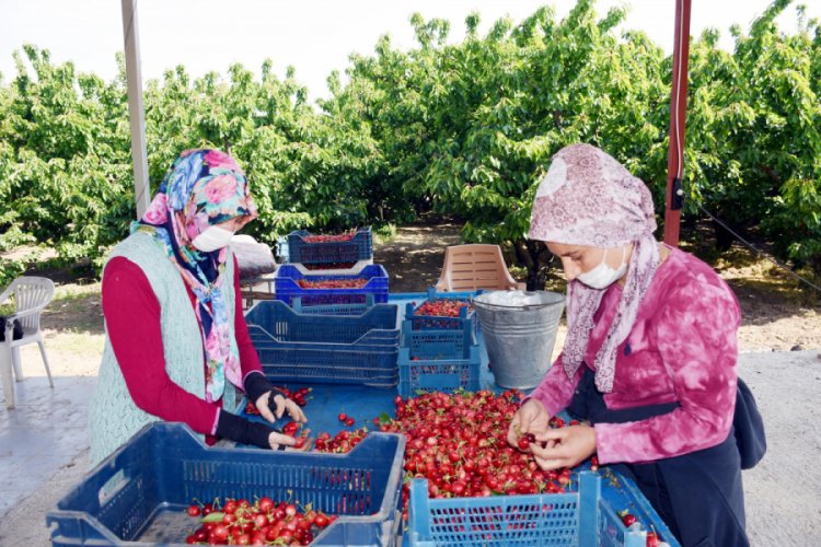 Kirazın başkentinde hasat mesaisi