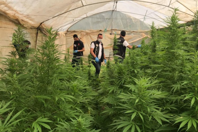 Serada 4 bin 710 k&ouml;k hint keneviri ele ge&ccedil;irildi