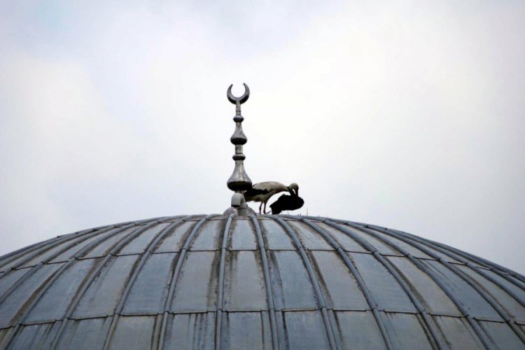 Yiyecek arayan leyleğin boynuna poşet dolandı