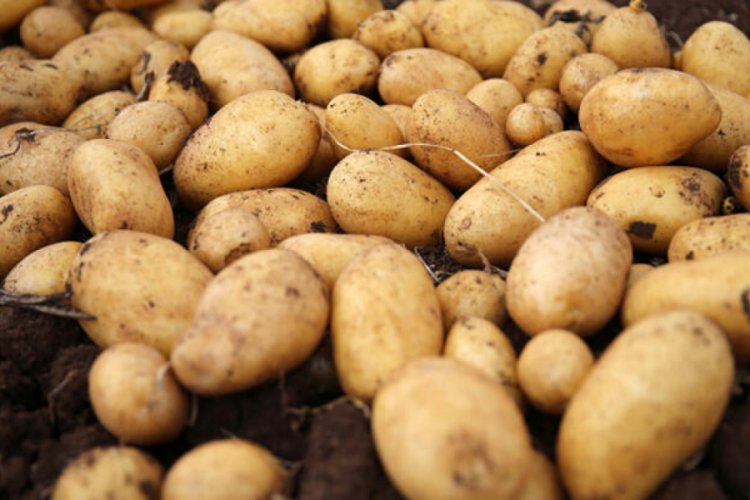 Gıda sanayisi i&ccedil;in yerli iki patates &ccedil;eşidi geliştirildi