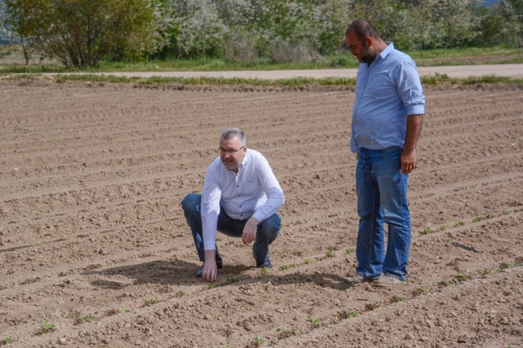Bursa&nbsp;Karacabey'de bu yıl 1,3 milyon ton domates hasat edilecek
