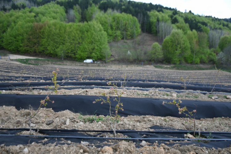Bursa İneg&ouml;l yaban mersininin merkezi olacak