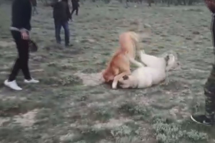 Bahisle k&ouml;pek d&ouml;v&uuml;şt&uuml;ren 10 kişi hakkında soruşturma