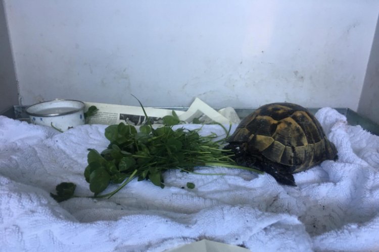Zifte bulaşan kaplumbağa tedaviye alındı