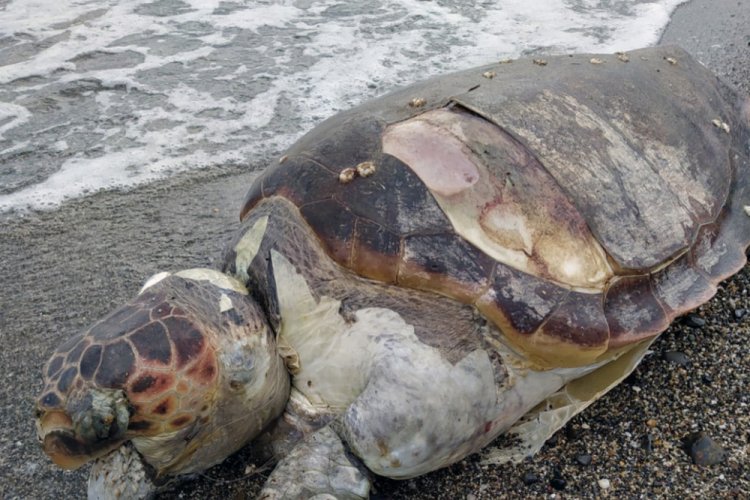 Sahile &ouml;l&uuml; caretta vurdu