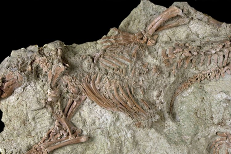 66 milyon yıl &ouml;ncesine ait '&ccedil;ılgın yaratık' fosili bulundu