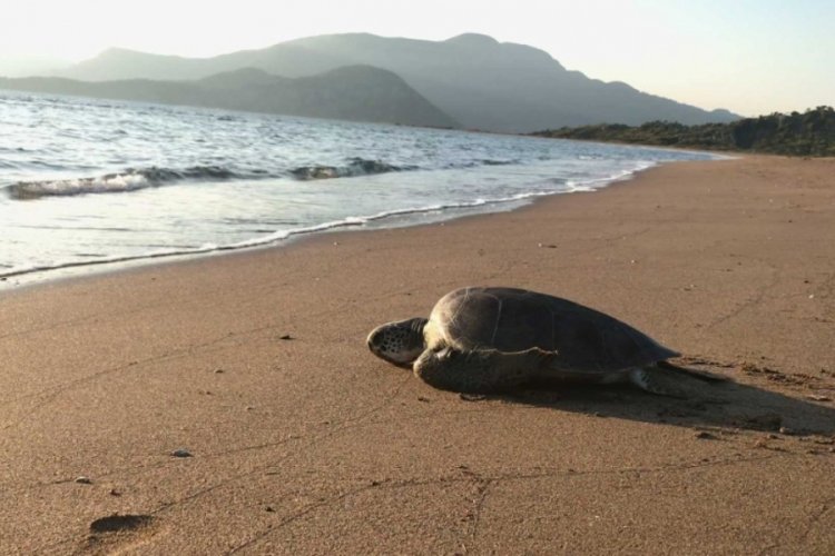 Tedavisi tamamlanan caretta denize bırakıldı