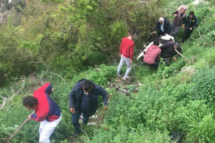 Dere yatağına d&uuml;şen ineği vatandaşlar kurtardı