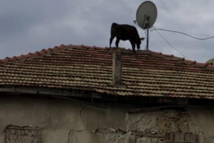Dana ahırdan ka&ccedil;ıp &ccedil;atıya &ccedil;ıktı