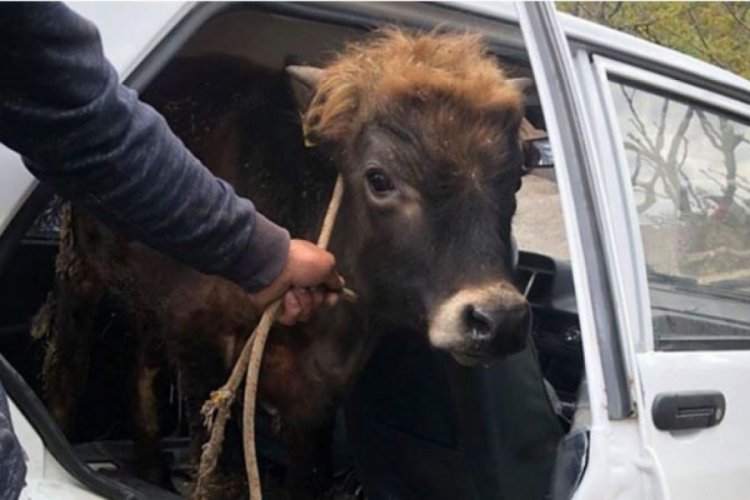 Satın aldığı danayı otomobille g&ouml;t&uuml;rd&uuml;