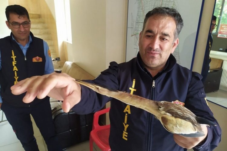 Nesli t&uuml;kenmekte olan Balaban Kuşu tedavi altına alındı