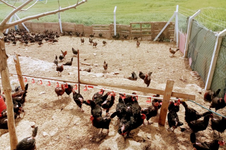 Bursa'da gezen tavuk yumurtası üreticinin yüzünü güldürüyor