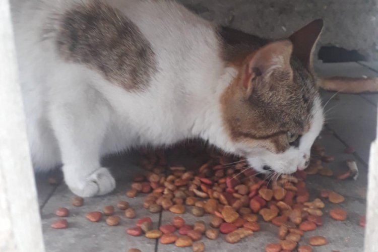 Anda Kardeşe Vefa Derneği sokak hayvanlarını unutmadı