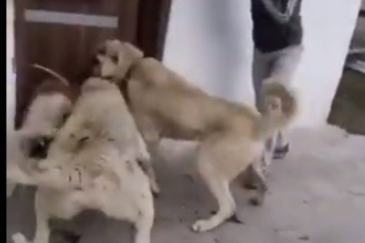 2 kangal cinsi k&ouml;peğe sokak k&ouml;peğini boğdurmaya &ccedil;alıştılar