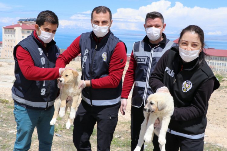 Polis, sokak köpeklerini besledi Güncel Haberler