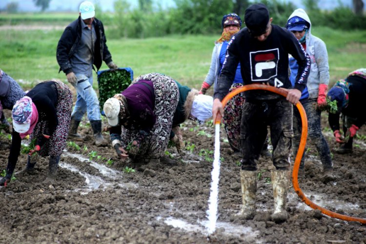 Bursa Yenişehir'de çiftçiler yeni sezondan umutlu