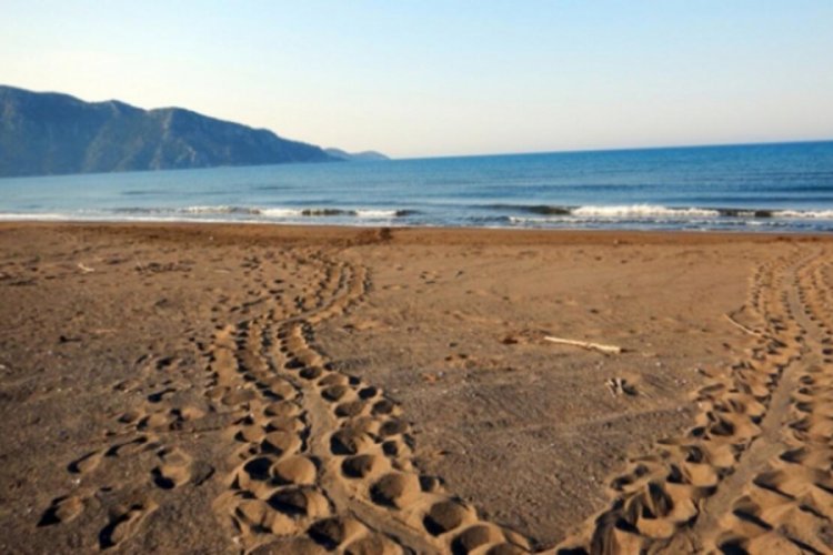 D&uuml;nyaca &uuml;nl&uuml; İztuzu sahili caretta carettalara kaldı