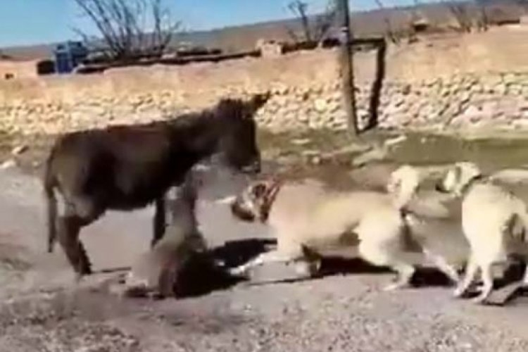 &Ccedil;oban k&ouml;peklerini sıpaya saldırtan gen&ccedil;, serbest bırakıldı