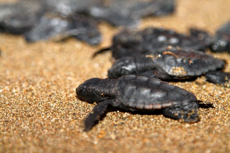 Caretta carettalar ilk yumurtalarını bıraktı