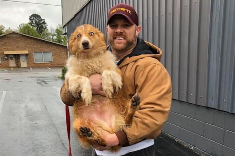 Ailesini kurtardıktan sonra kaybolan k&ouml;pek bulundu