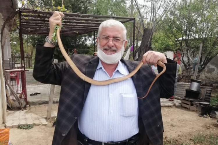 Eve giren 1,5 metrelik boz yılanını doğaya saldılar